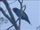 Swallow-tailed Manakin (Chiroxiphia caudata) - Male