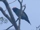 Swallow-tailed Manakin (Chiroxiphia caudata) - Male