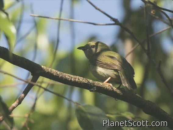 Swallow-tailed Manakin (Chiroxiphia caudata) - Female
