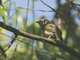 Swallow-tailed Manakin (Chiroxiphia caudata) - Female