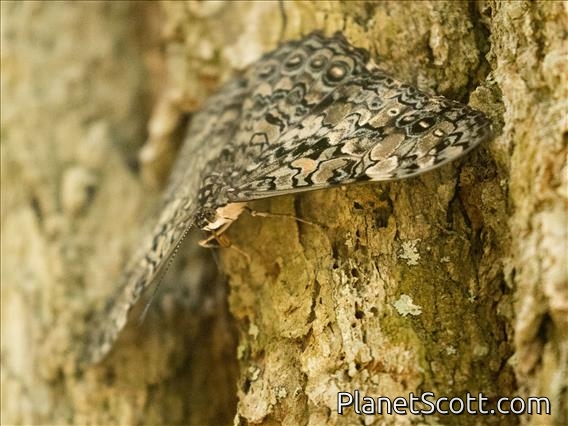 Epinome Cracker (Hamadryas epinome)