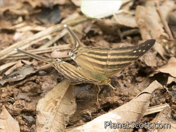 Many-banded Daggerwing (Marpesia chiron)