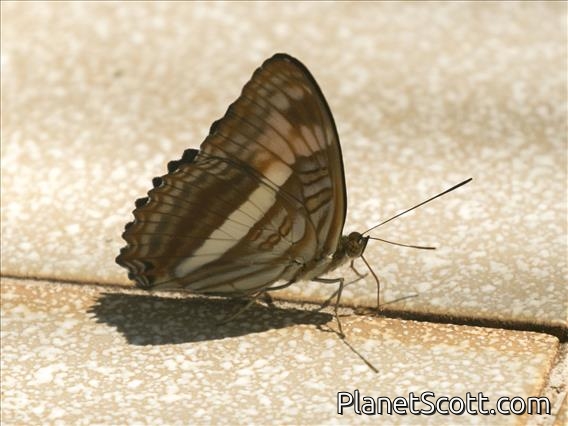 Sister Butterfly (Adelpha malea)