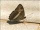 Sister Butterfly (Adelpha malea)