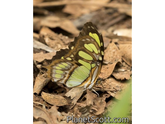 Malachite (Siproeta stelenes)