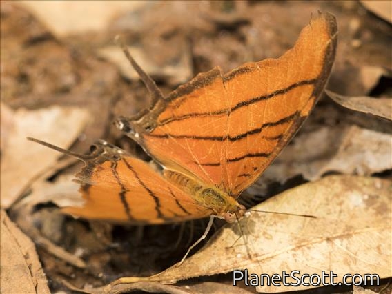 Ruddy Daggerwing (Marpesia petreus)