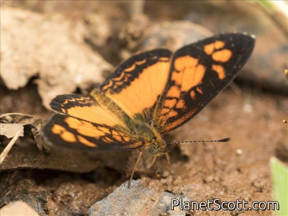 Ortilia dicoma (Ortilia dicoma)