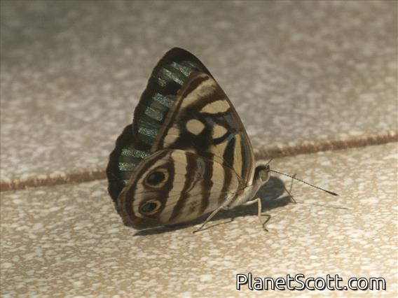 Four-spotted Sailor (Dynamine postverta)