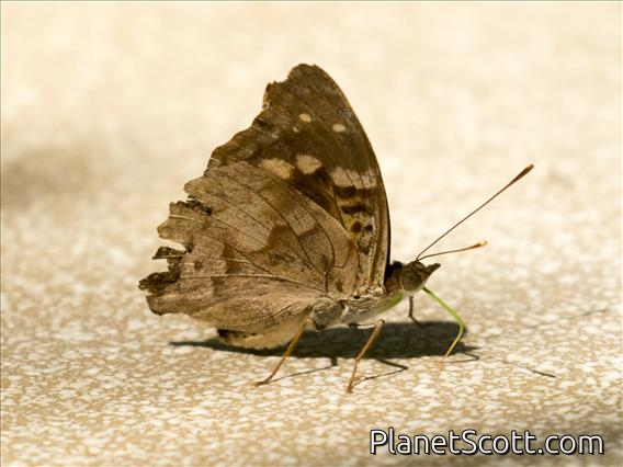 Agathina Emperor (Doxocopa agathina)
