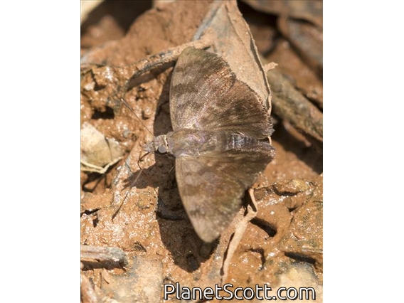 Skipper (Skipper ssp)