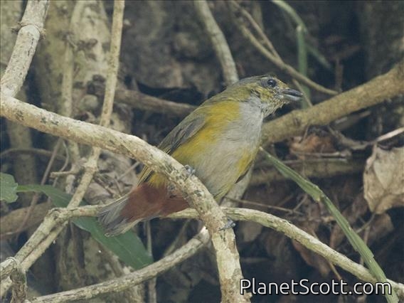 Chestnut-bellied Euphonia (Euphonia pectoralis)
