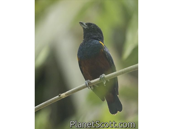 Chestnut-bellied Euphonia (Euphonia pectoralis)