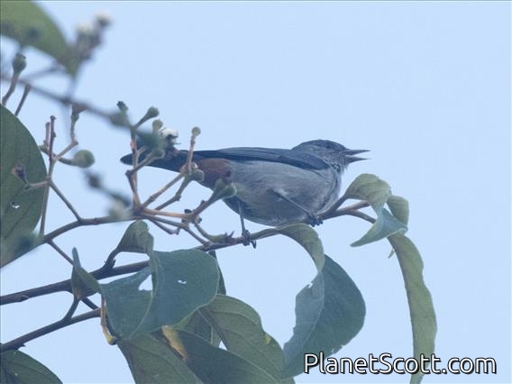 Chestnut-vented Conebill (Conirostrum speciosum)