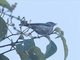 Chestnut-vented Conebill (Conirostrum speciosum)