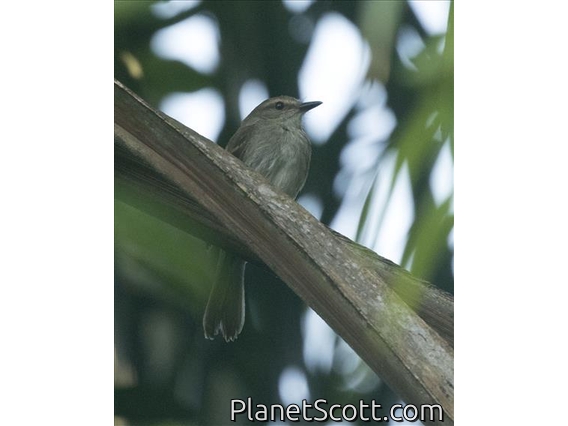 Fuscous Flycatcher (Cnemotriccus fuscatus)