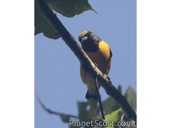 Purple-throated Euphonia (Euphonia chlorotica)