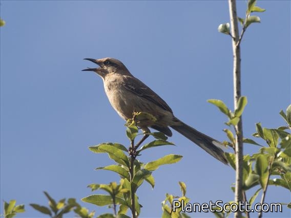 Chalk-browed Mockingbird (Mimus saturninus)