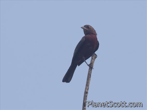 Red-crested Finch (Coryphospingus cucullatus)