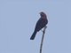 Red-crested Finch (Coryphospingus cucullatus)