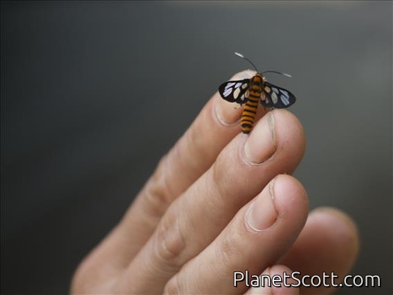 Unidentified Insect (Antherina ssp)