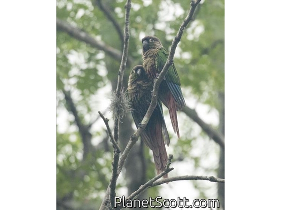 Maroon-bellied Parakeet (Pyrrhura frontalis)