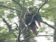 Maroon-bellied Parakeet (Pyrrhura frontalis)