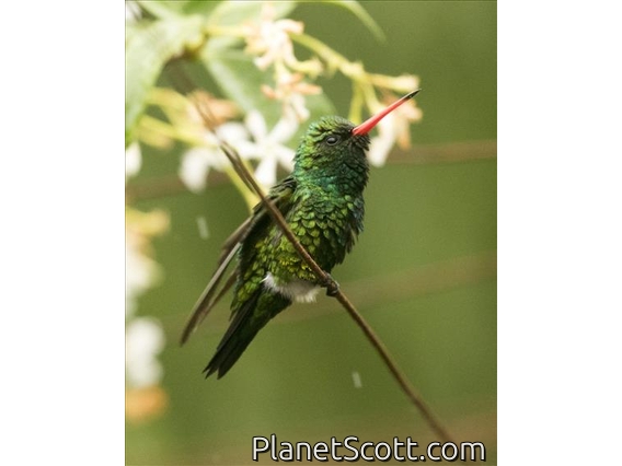 Glittering-bellied Emerald (Chlorostilbon lucidus)