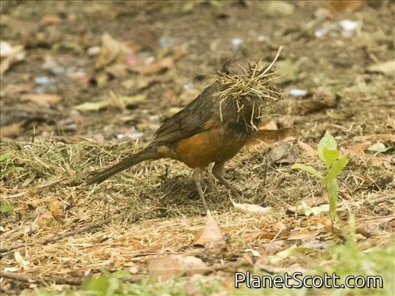 Rufous-bellied Thrush (Turdus rufiventris) - Making Nest