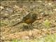 Rufous-bellied Thrush (Turdus rufiventris) - Making Nest