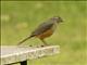 Rufous-bellied Thrush (Turdus rufiventris)