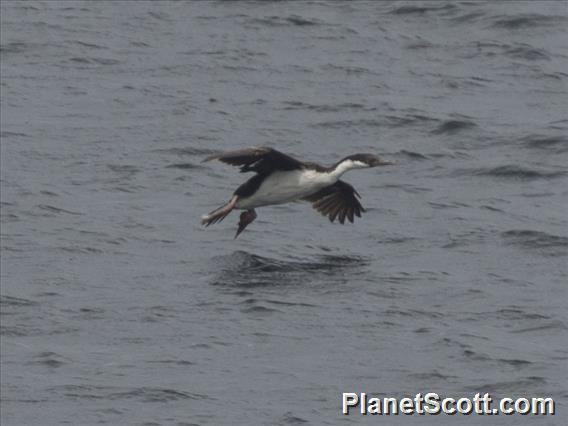 Southern Ocean