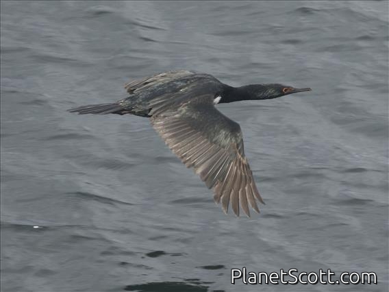 Magellanic Cormorant (Leucocarbo magellanicus)