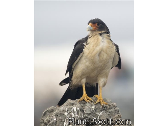 White-throated Caracara (Phalcoboenus albogularis)