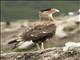Crested Caracara (Caracara plancus)