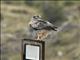 Black-chested Buzzard-Eagle (Geranoaetus melanoleucus)