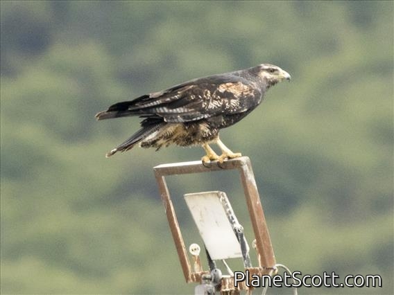 Black-chested Buzzard-Eagle (Geranoaetus melanoleucus)