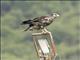 Black-chested Buzzard-Eagle (Geranoaetus melanoleucus)