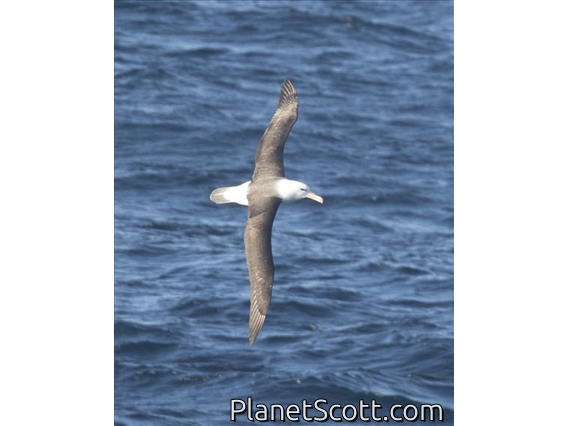 Black-browed Albatross (Thalassarche melanophris)