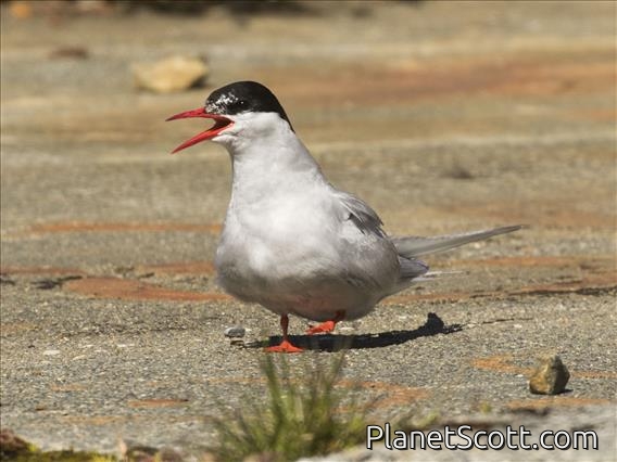 Antarctic Tern (Sterna vittata)