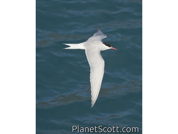 Antarctic Tern (Sterna vittata) - Flying