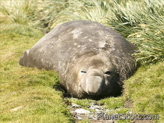 Southern Elephant Seal (Mirounga leonina) - Adult Male