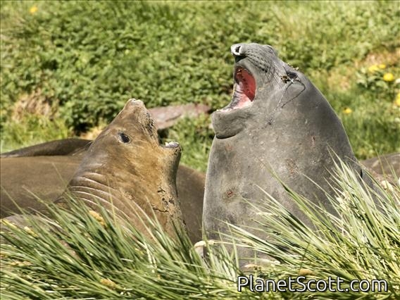 Southern Elephant Seal (Mirounga leonina) - In Action