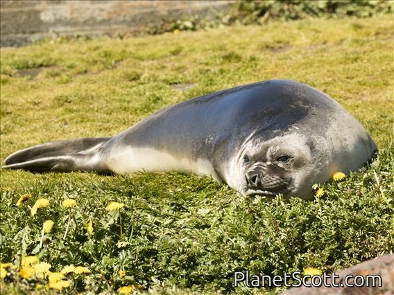 Southern Elephant Seal (Mirounga leonina) - Young Male
