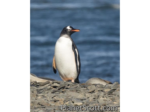 Gentoo Penguin (Pygoscelis papua)