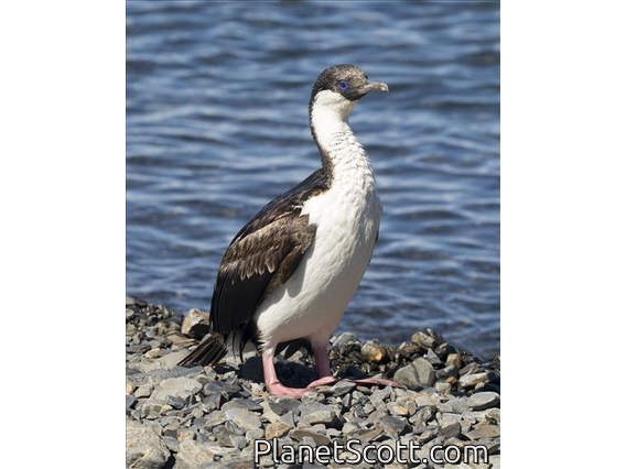 South Georgia Shag (Leucocarbo georgianus)