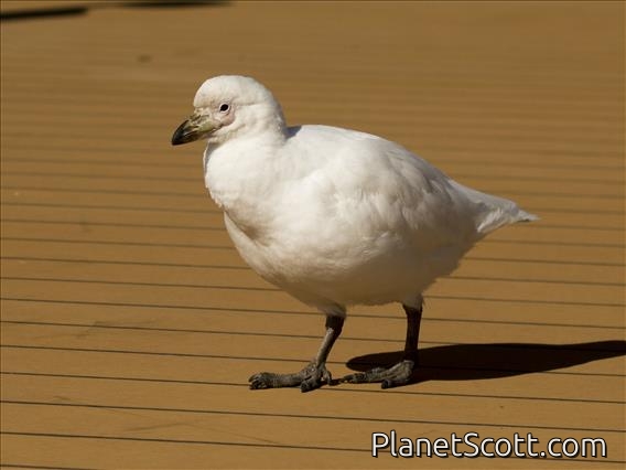 Snowy Sheathbill (Chionis albus)