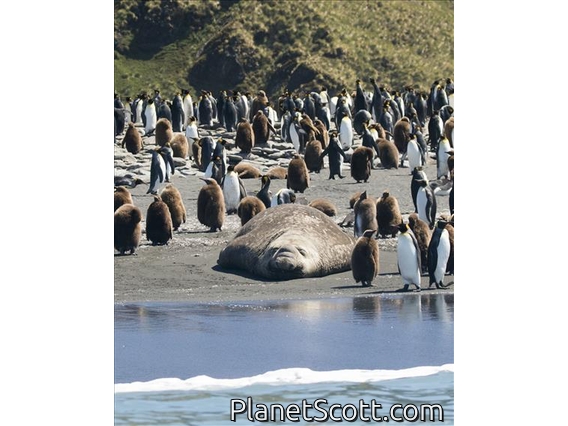 Southern Elephant Seal (Mirounga leonina)