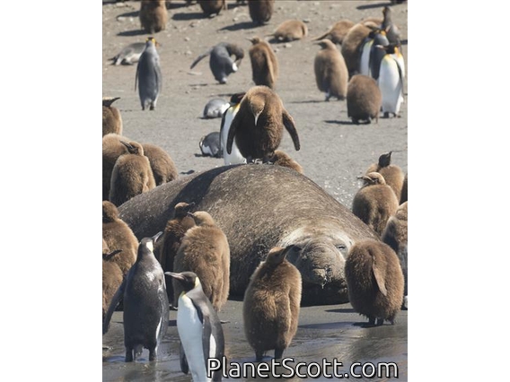 King Penguin (Aptenodytes patagonicus)