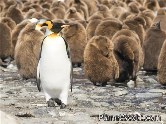 King Penguin (Aptenodytes patagonicus)