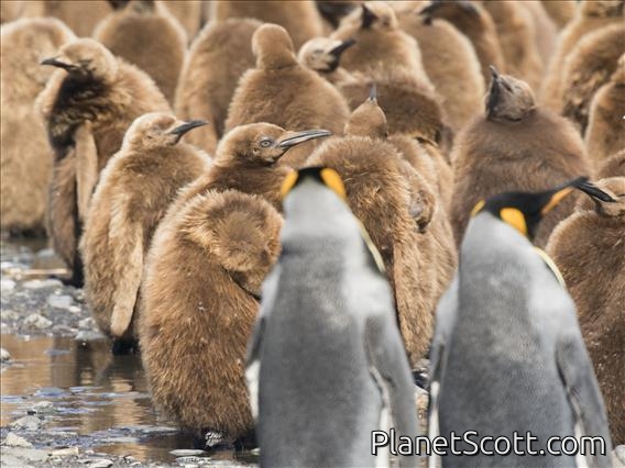 King Penguin (Aptenodytes patagonicus)